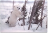 Imagen de *Skin Notebook 17" - Oso Polar